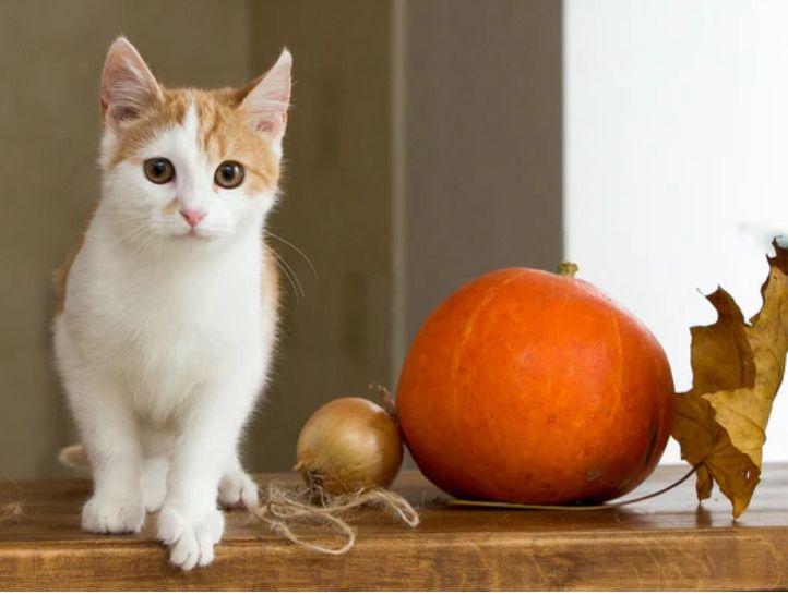 ventes de chatons de races en ligne